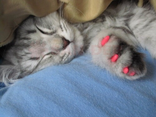 Soft Paws cho chó mèo